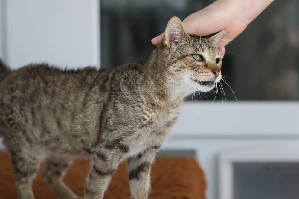 Püppi, female 3yo Mixed Breed for adoption at Tierheim Pirmasens, Pirmasens