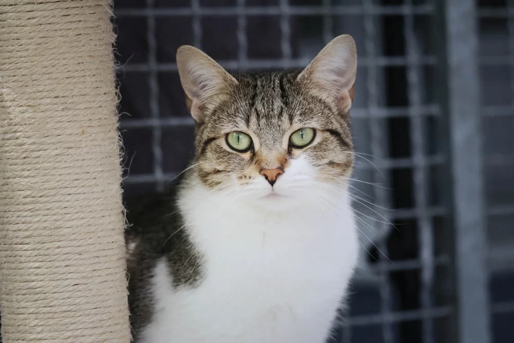 Finja, female young Mixed Breed for adoption at Tierheim Pirmasens, Pirmasens