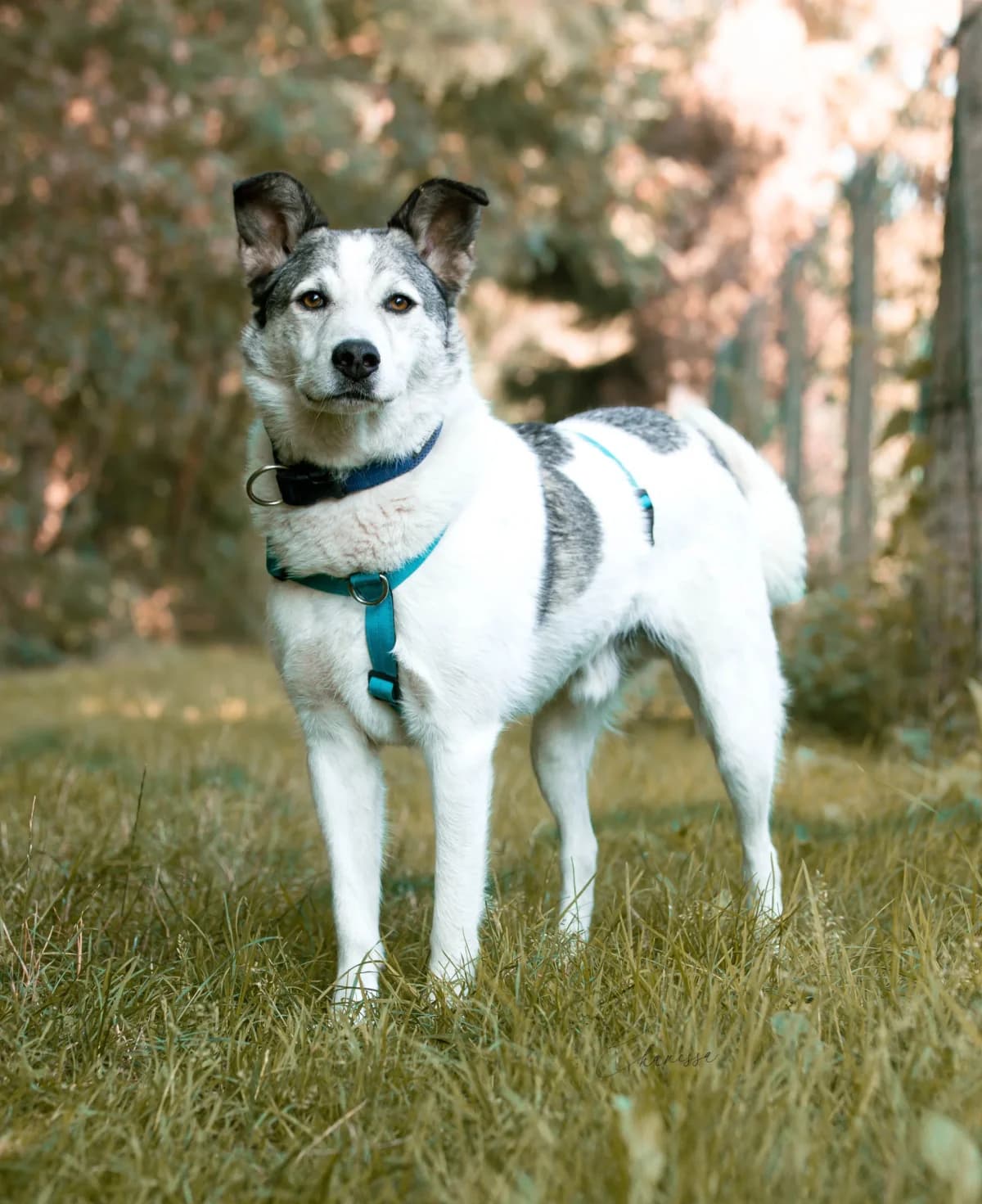 Cody, male 7yo Mixed Breed for adoption at Tierheim Pirna, Pirna