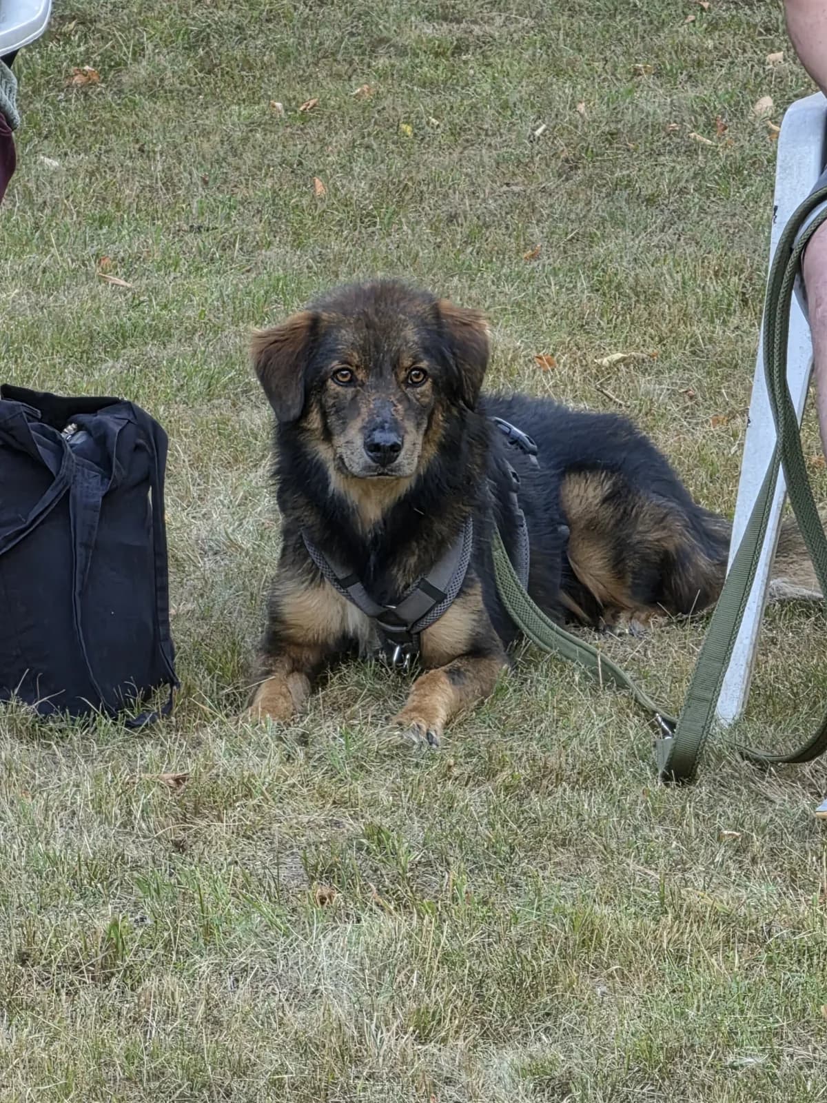Gerry, male young Mixed Breed for adoption at Tierheim Pirna, Pirna