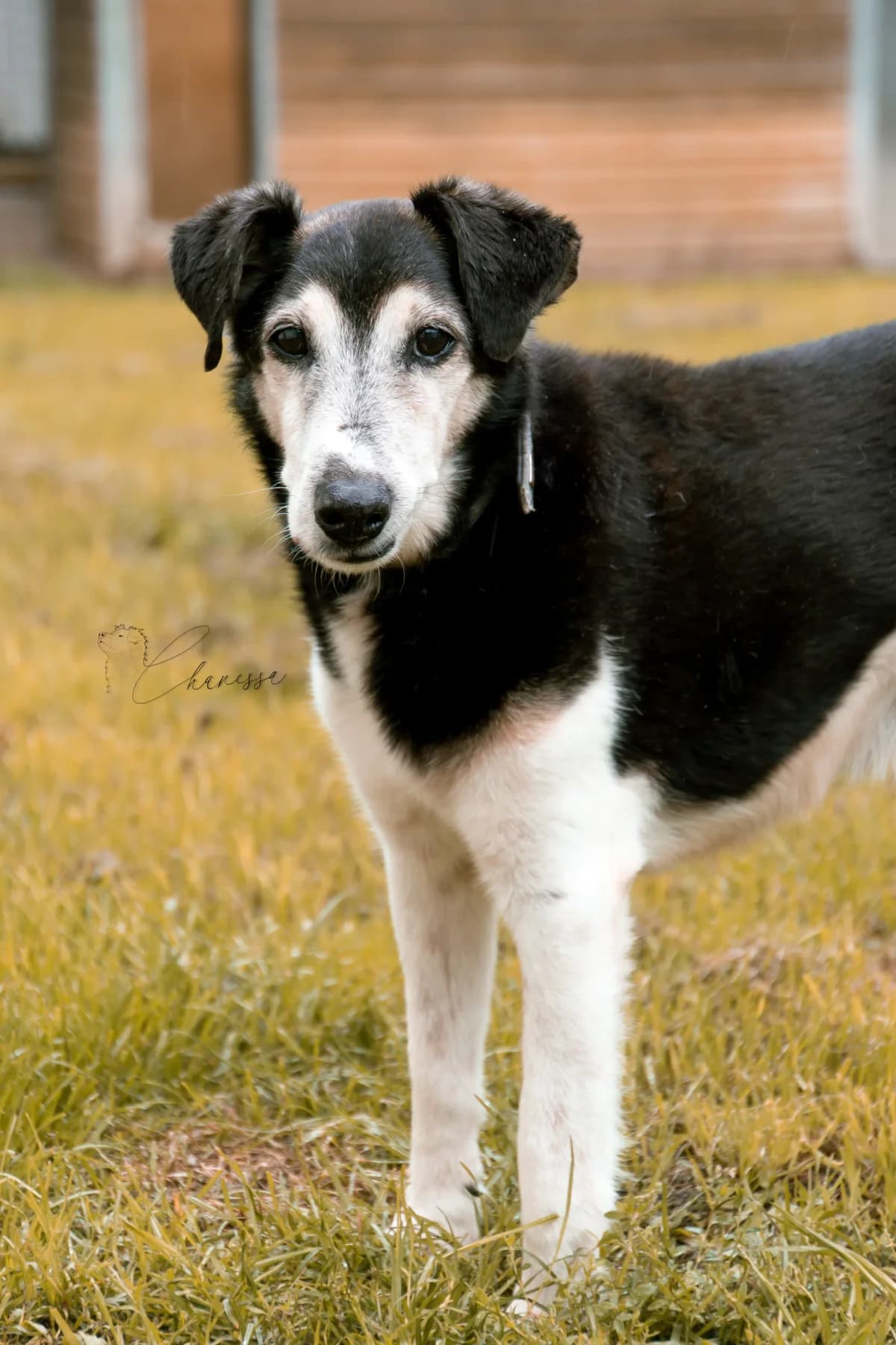 Idefix, male senior mixed breed for adoption at Tierheim Pirna, Pirna