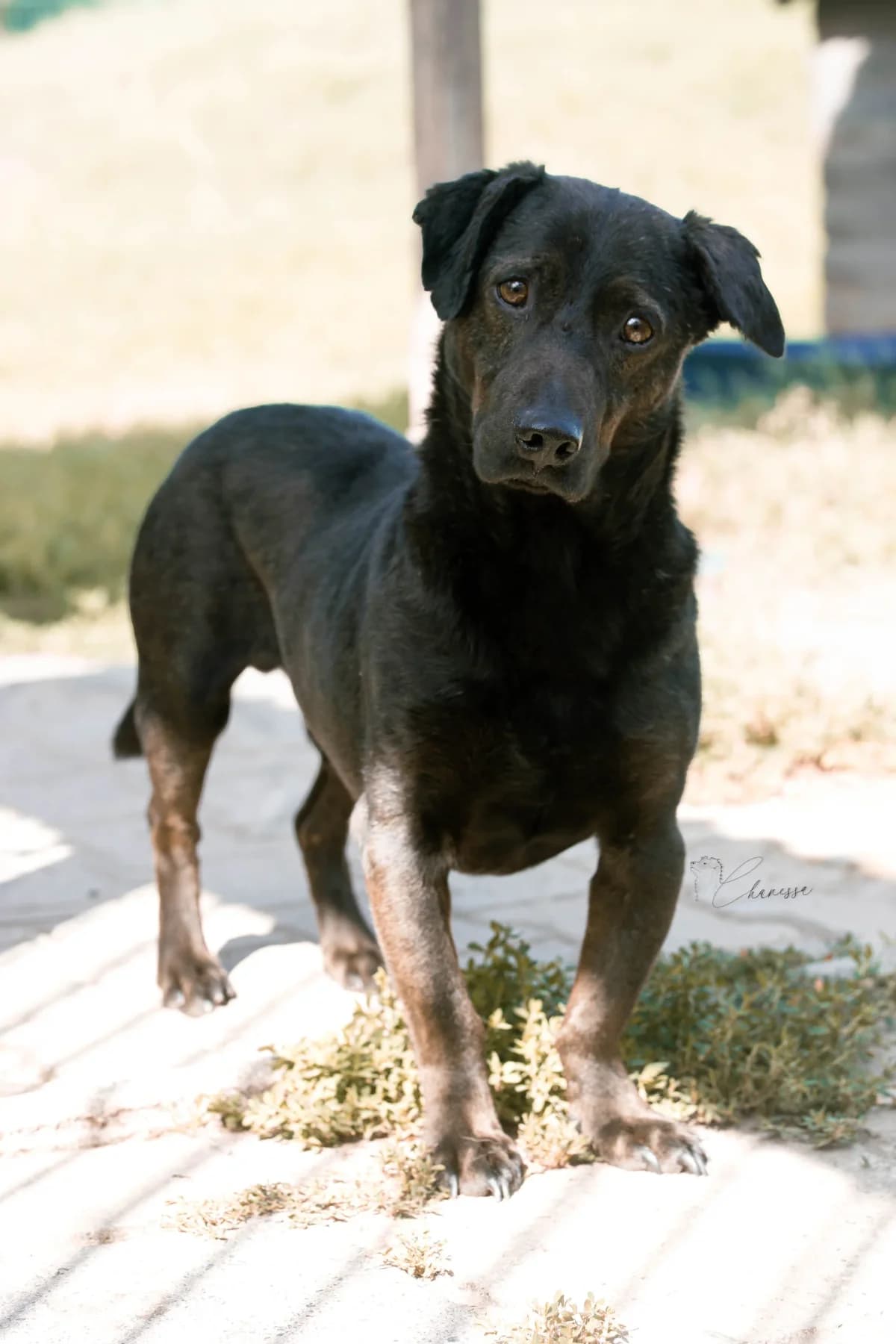 Leo, male Mixed Breed for adoption at Tierheim Pirna, Pirna