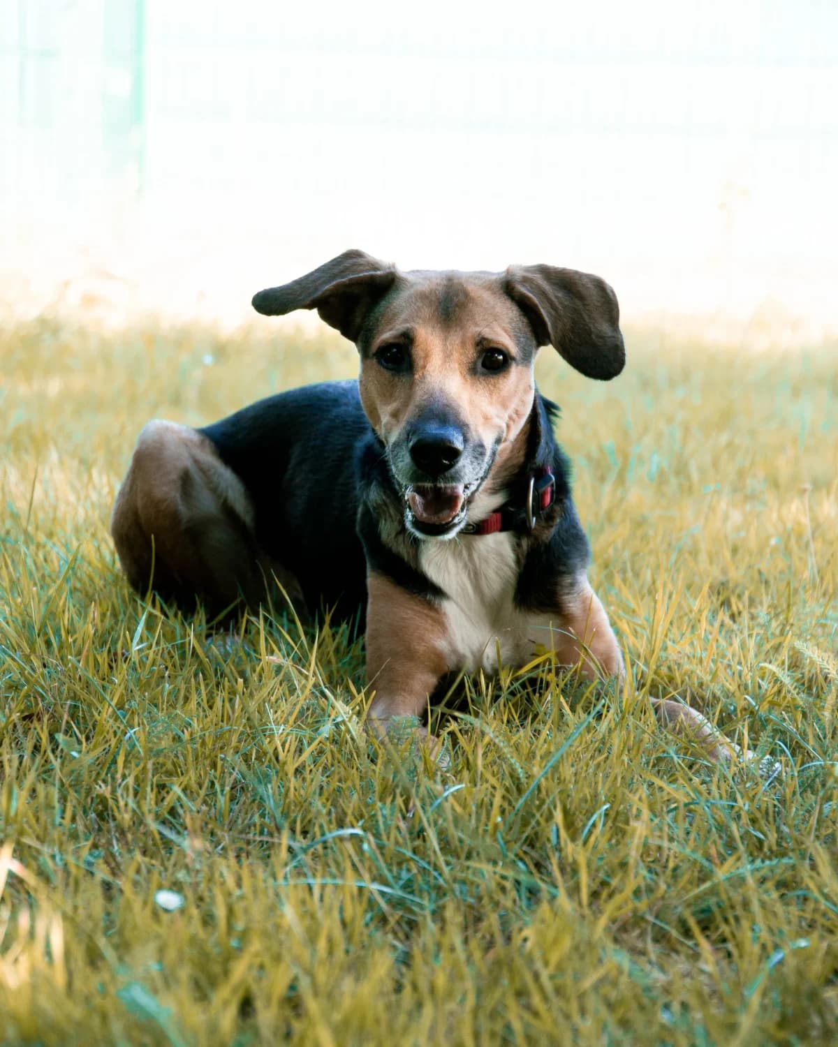 Lucy, female 4yo Mixed Breed for adoption at Tierheim Pirna, Pirna