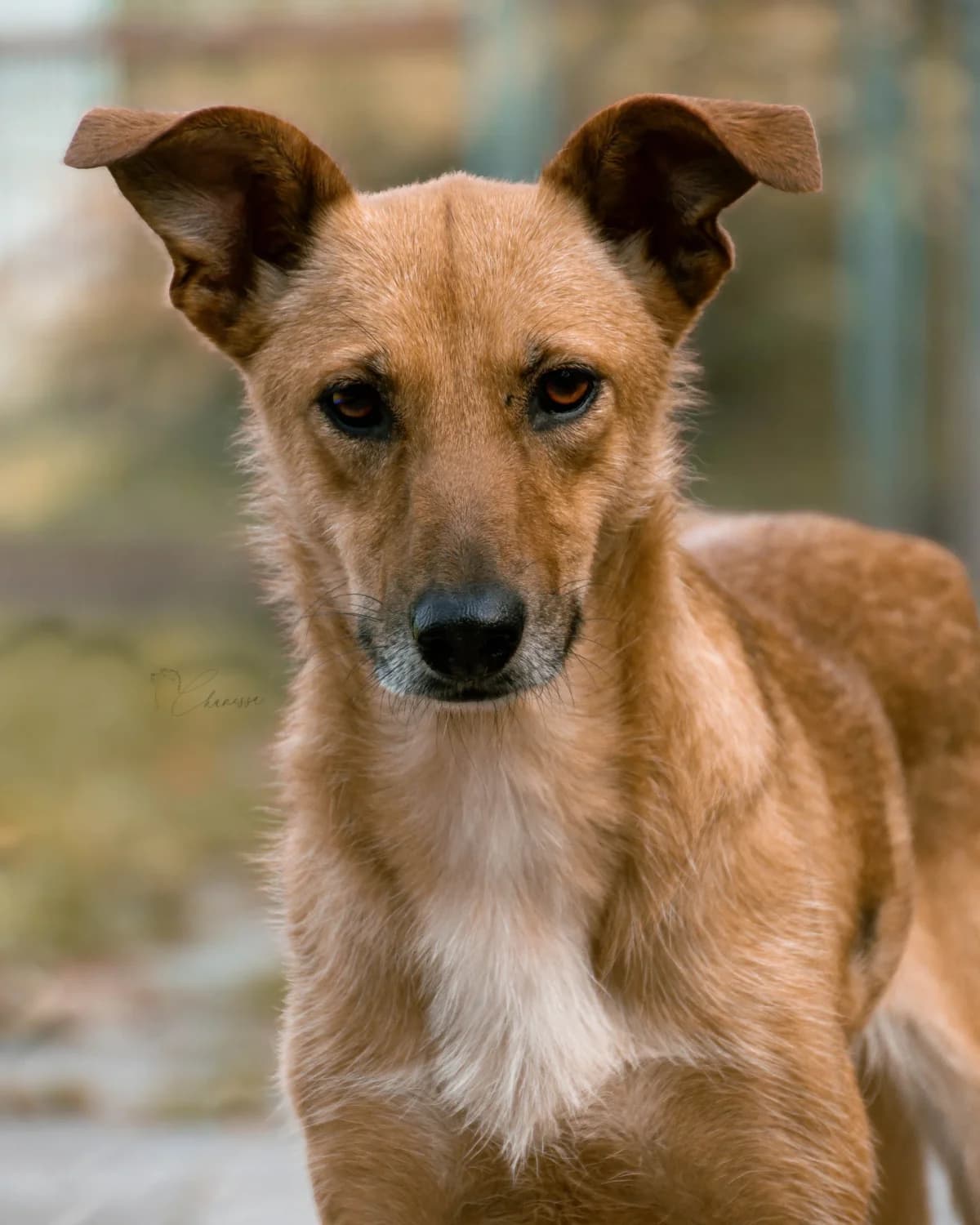 Mary, female 3yo Mixed Breed for adoption at Tierheim Pirna, Pirna