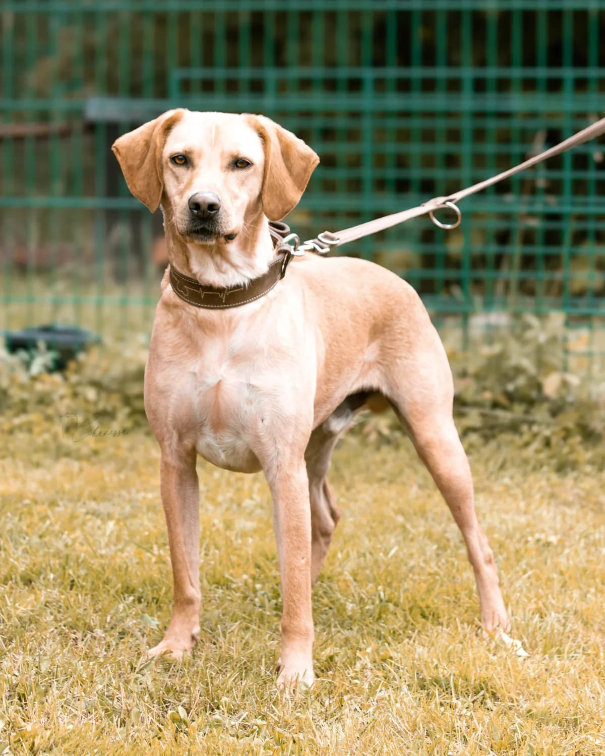 Monty, male Mixed Breed for adoption at Tierheim Pirna, Pirna