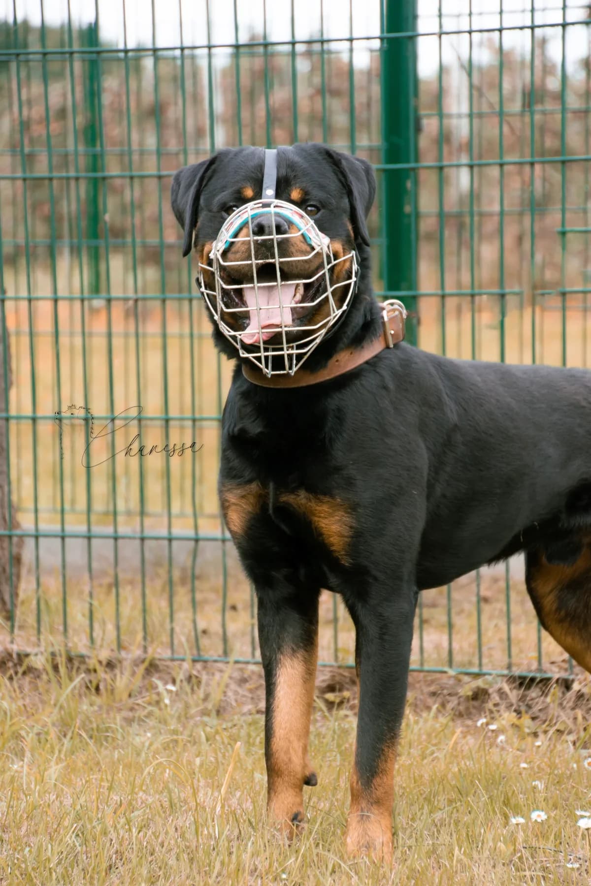 Muffin, male 3yo Rottweiler for adoption at Tierheim Pirna, Pirna