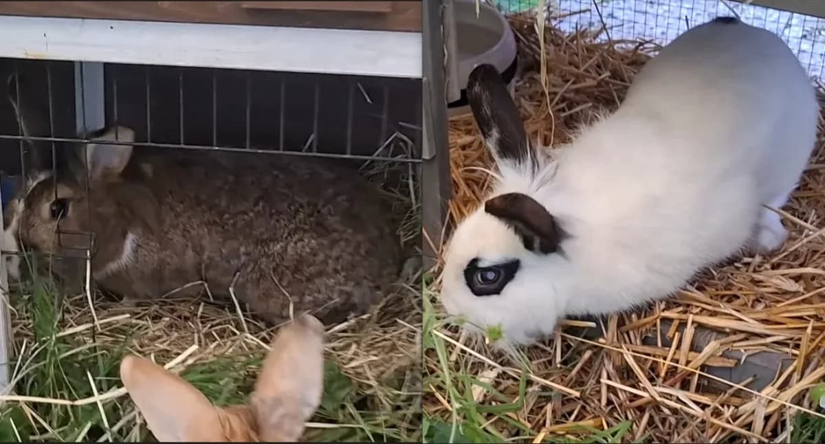 Rafaelo & Praline, female young Mixed Breed for adoption at Tierheim Pirna, Pirna