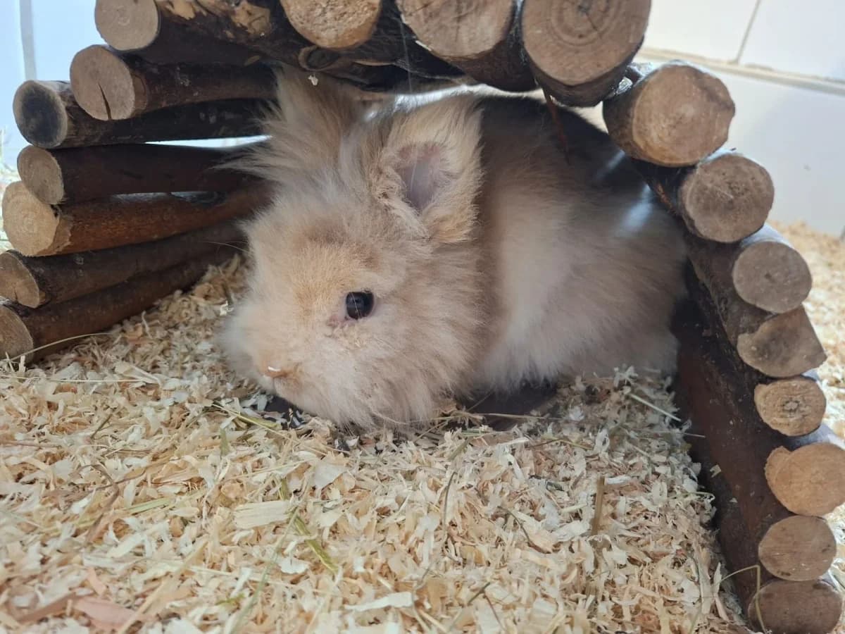 Susi, female young mixed breed for adoption at Tierheim Pirna, Pirna