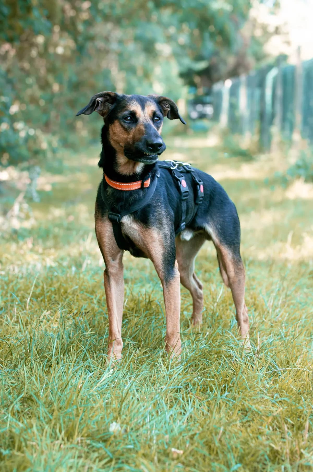 Thore, male 4yo Mixed Breed for adoption at Tierheim Pirna, Pirna