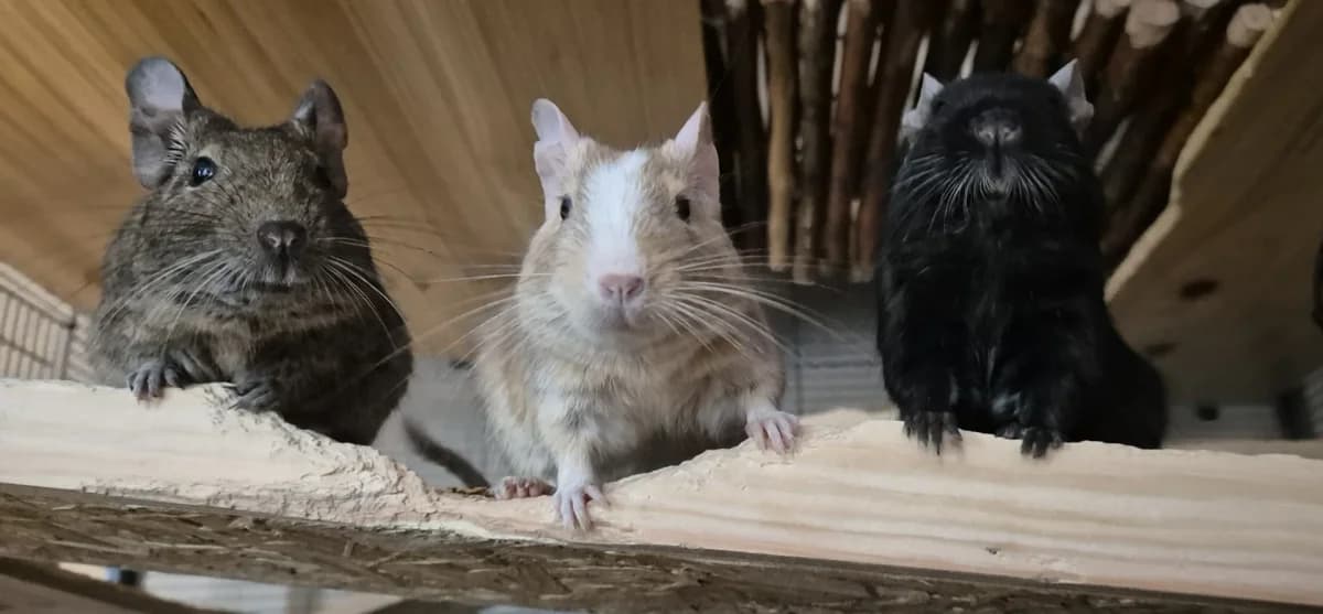 Ingo, Coco & Elvis, grau male young Mixed Breed for adoption at Tierheim Pirna, Pirna