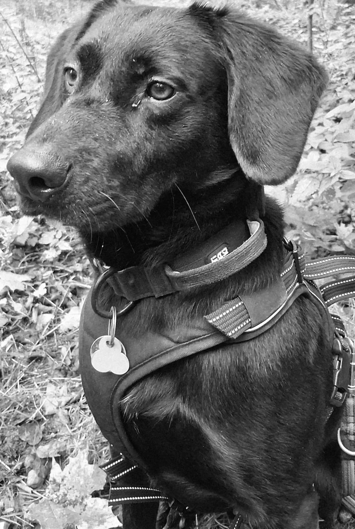 Lenus, 3yo Mixed Breed for adoption at Tierheim Pirna, Pirna