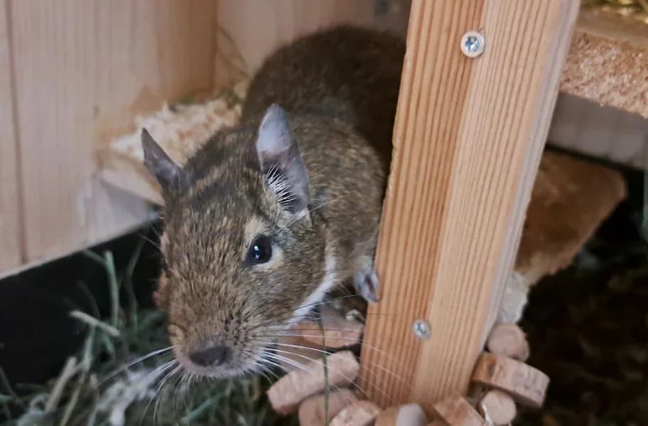 Mooncake, male Mixed Breed for adoption at Tierheim Pirna, Pirna