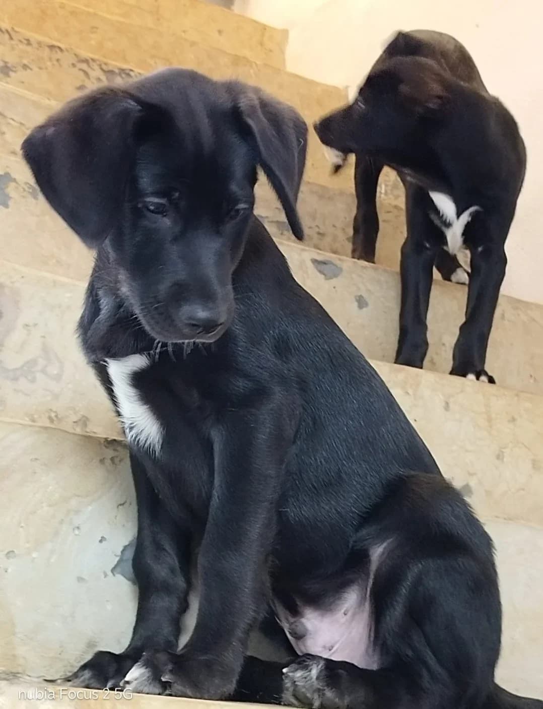 Welpen, female puppy Mixed Breed for adoption at Tierheim Pirna, Pirna