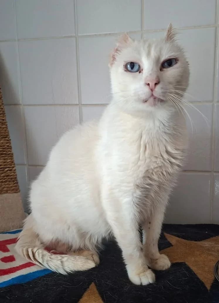 Vincent, male 6yo Mixed Breed for adoption at Tierheim Pirna, Pirna