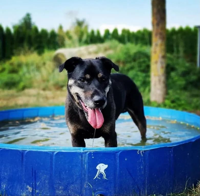Willi, male puppy Labrador Retriever for adoption at Tierheim Plattling, Plattling