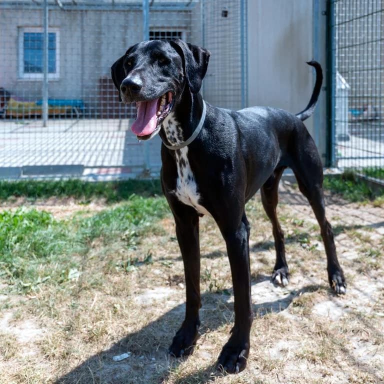 Benny, male senior Doberman for adoption at Tierheim Plattling, Plattling