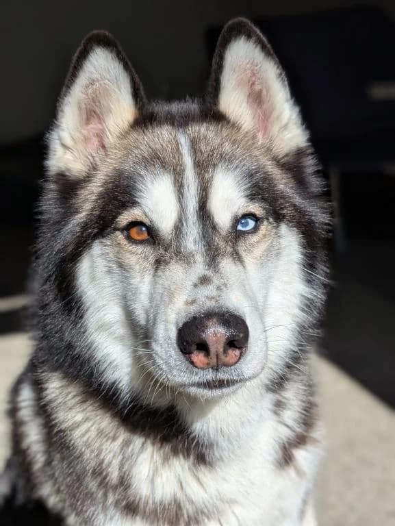 Drago, male Husky for adoption at Tierheim Plattling, Plattling