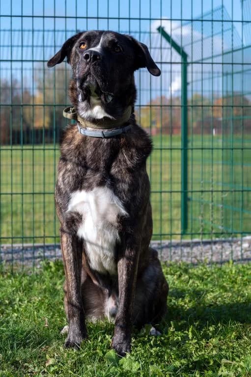 Lennox, male mixed breed for adoption at Tierheim Plattling, Plattling
