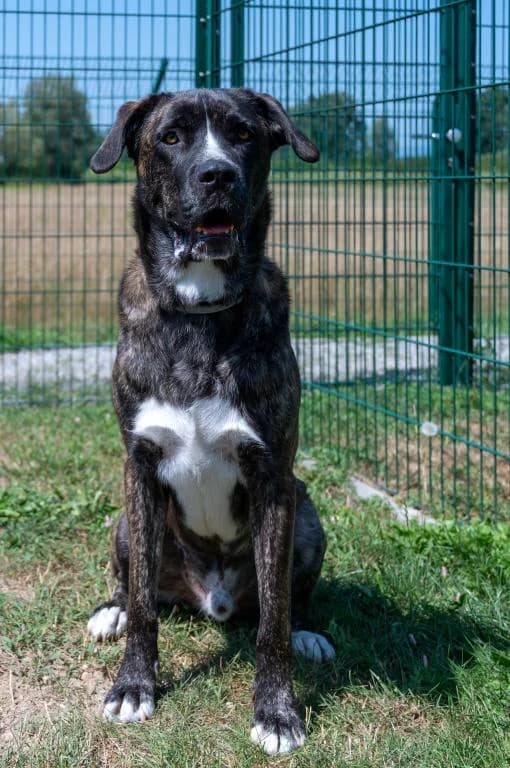 Lennox, male mixed breed for adoption at Tierheim Plattling, Plattling
