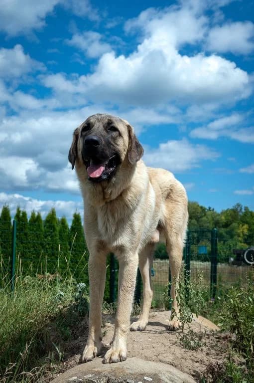 Loki, male puppy Kangal for adoption at Tierheim Plattling, Plattling