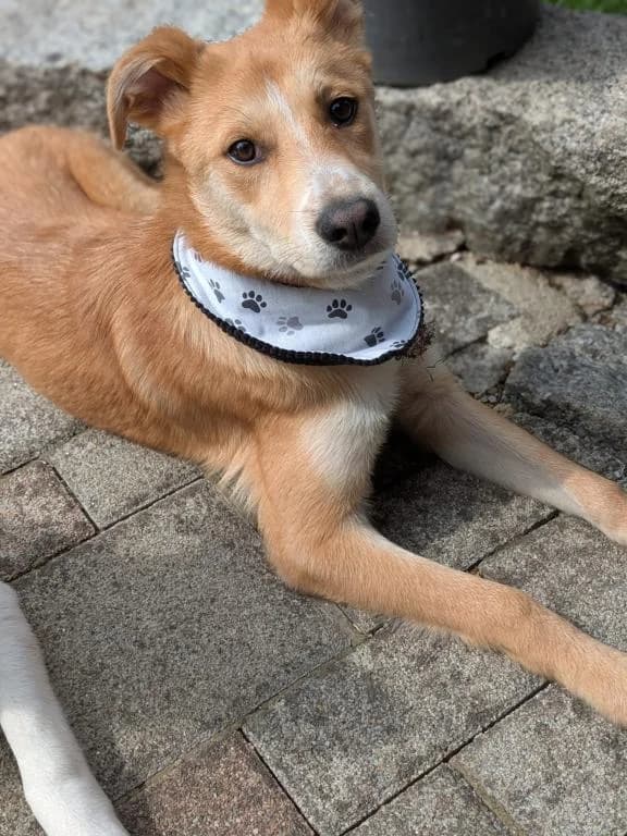 Rita Direktvermittlung, female puppy Mixed Breed for adoption at Tierheim Plattling, Plattling