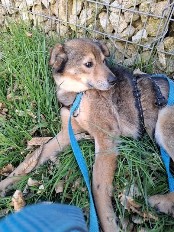Alfred Direktvermittlung, male 6yo Mixed Breed for adoption at Tierheim Plattling, Plattling