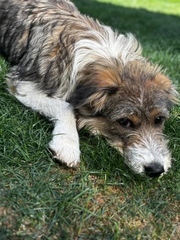 Pola Direktvermittlung, female young Mixed Breed for adoption at Tierheim Plattling, Plattling