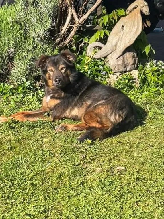Remmy Direktvermittlung, male Mixed Breed for adoption at Tierheim Plattling, Plattling