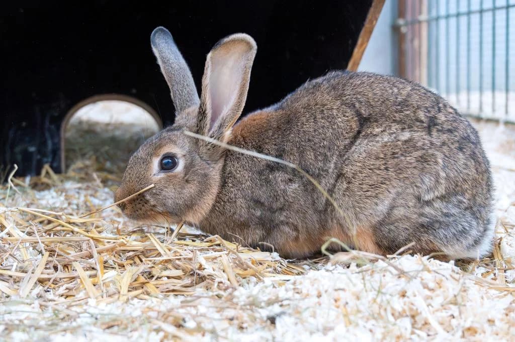 Geburtstagsbärchi, male mixed breed for adoption at Tierheim Plattling, Plattling