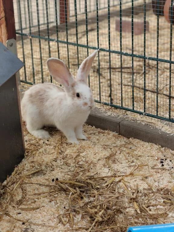 Schmusebärchi, male puppy mixed breed for adoption at Tierheim Plattling, Plattling