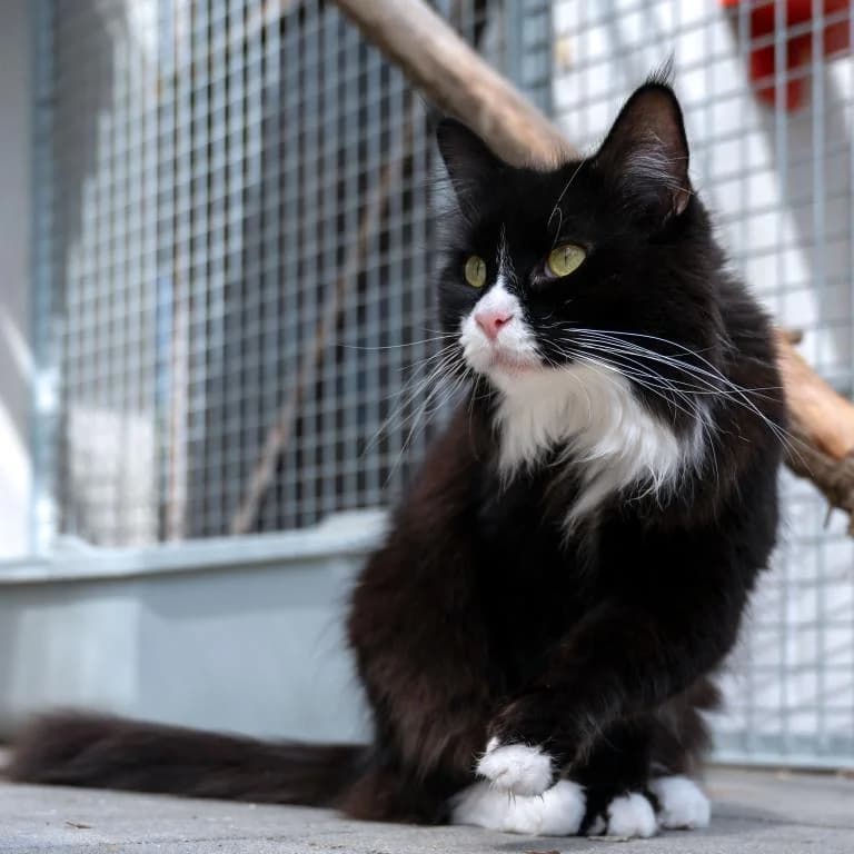 Gonzi Wohnungshaltung möglich, female 3yo Maine Coon for adoption at Tierheim Plattling, Plattling