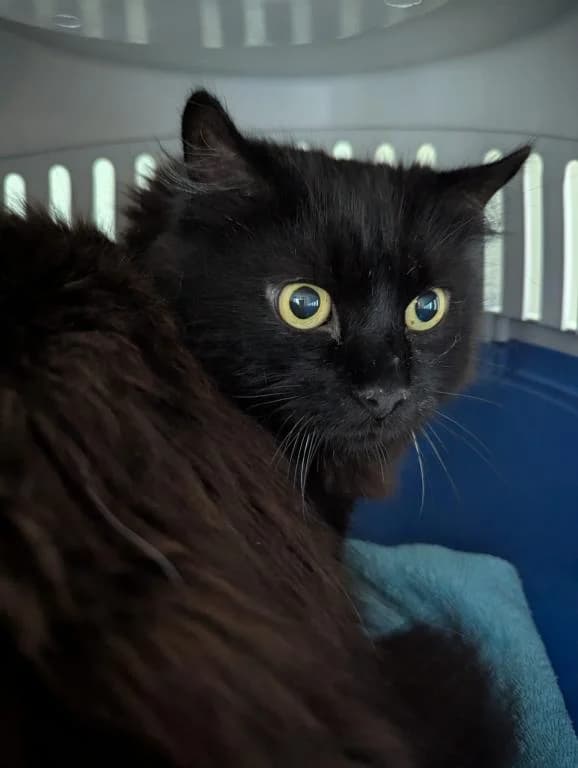 Bubi, male senior mixed breed for adoption at Tierheim Plattling, Plattling