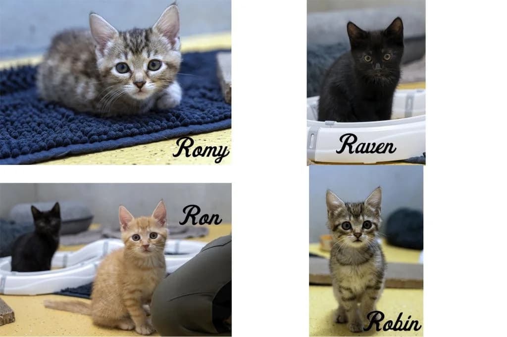 Romy, Raven, Ron und Robin (Wohnungshaltung möglich), male puppy mixed breed for adoption at Tierheim Plattling, Plattling