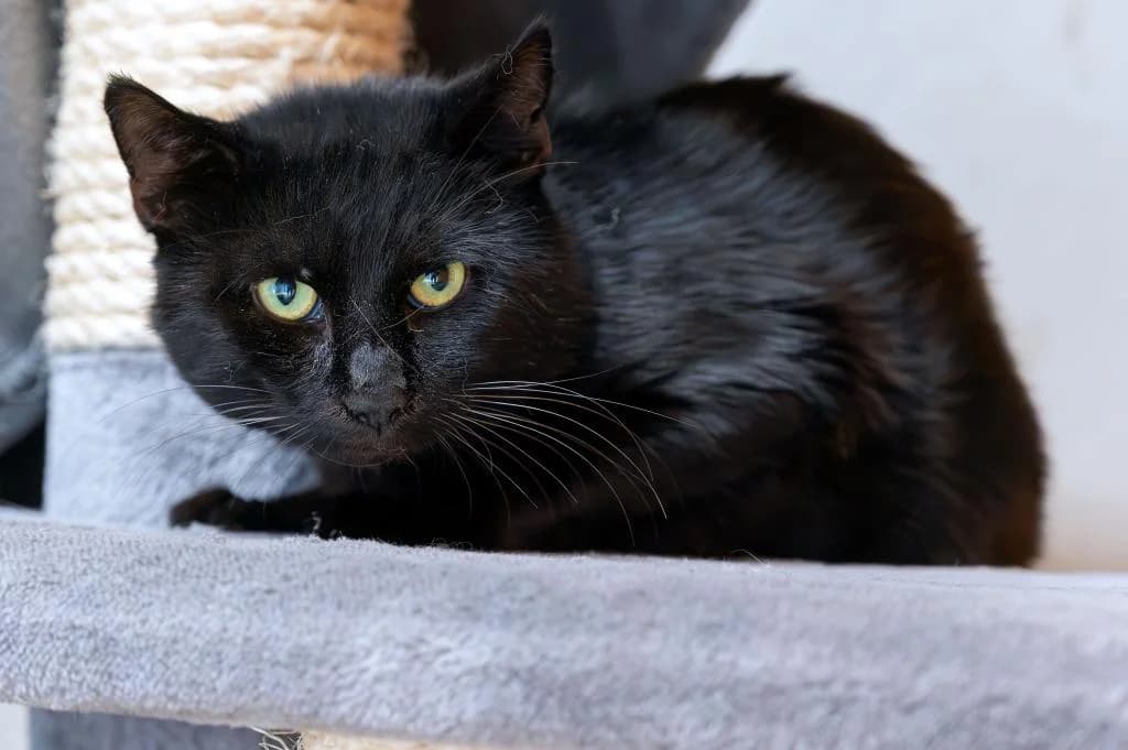 Berry Sorgenkind, male mixed breed for adoption at Tierheim Plattling, Plattling