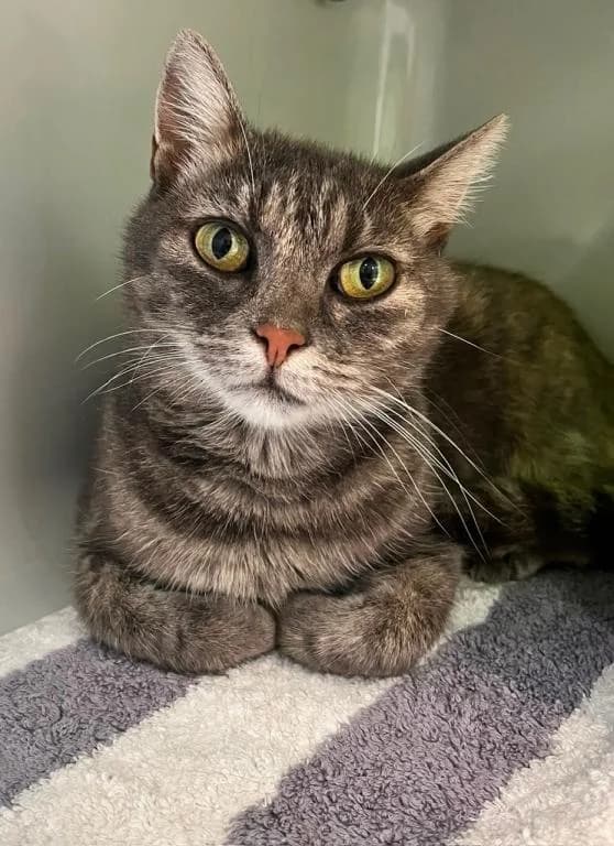 Hermine, female senior mixed breed for adoption at Tierheim Plattling, Plattling