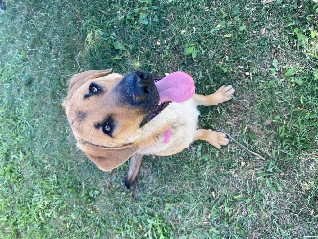 Vroni, female young German Shepherd for adoption at Tierheim Plattling, Plattling