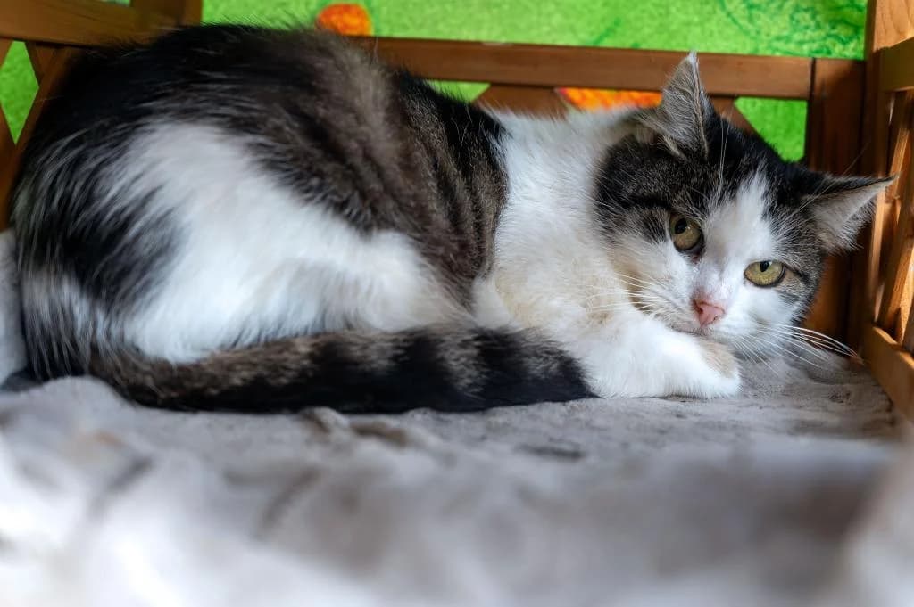 Sophia, female mixed breed for adoption at Tierheim Plattling, Plattling