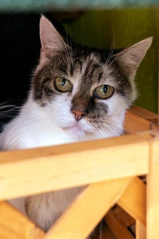 Franzi, female mixed breed for adoption at Tierheim Plattling, Plattling