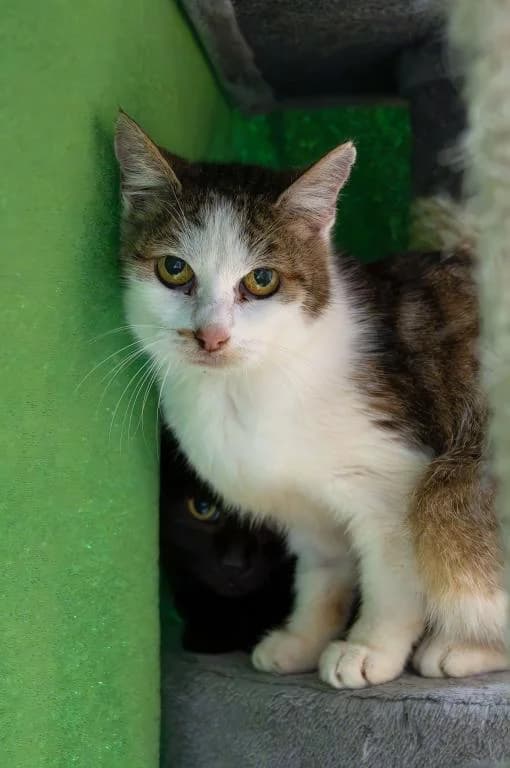 Maria, female mixed breed for adoption at Tierheim Plattling, Plattling