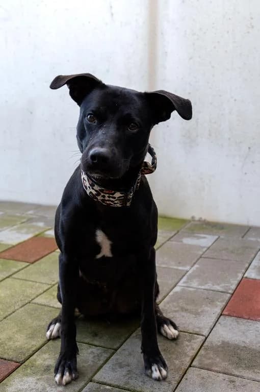 Rio, male young Mixed Breed for adoption at Tierheim Plattling, Plattling