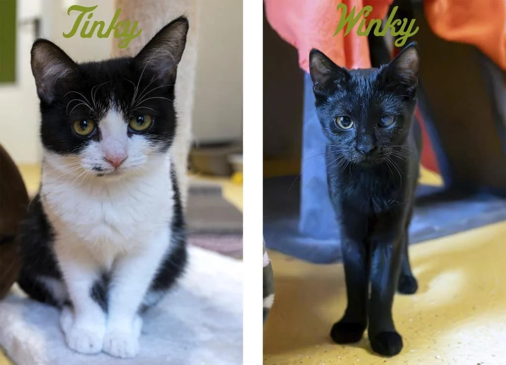 Tinky und Winky, female mixed breed for adoption at Tierheim Plattling, Plattling