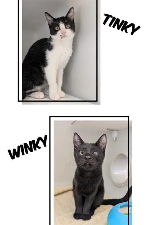 Tinky und Winky, female mixed breed for adoption at Tierheim Plattling, Plattling
