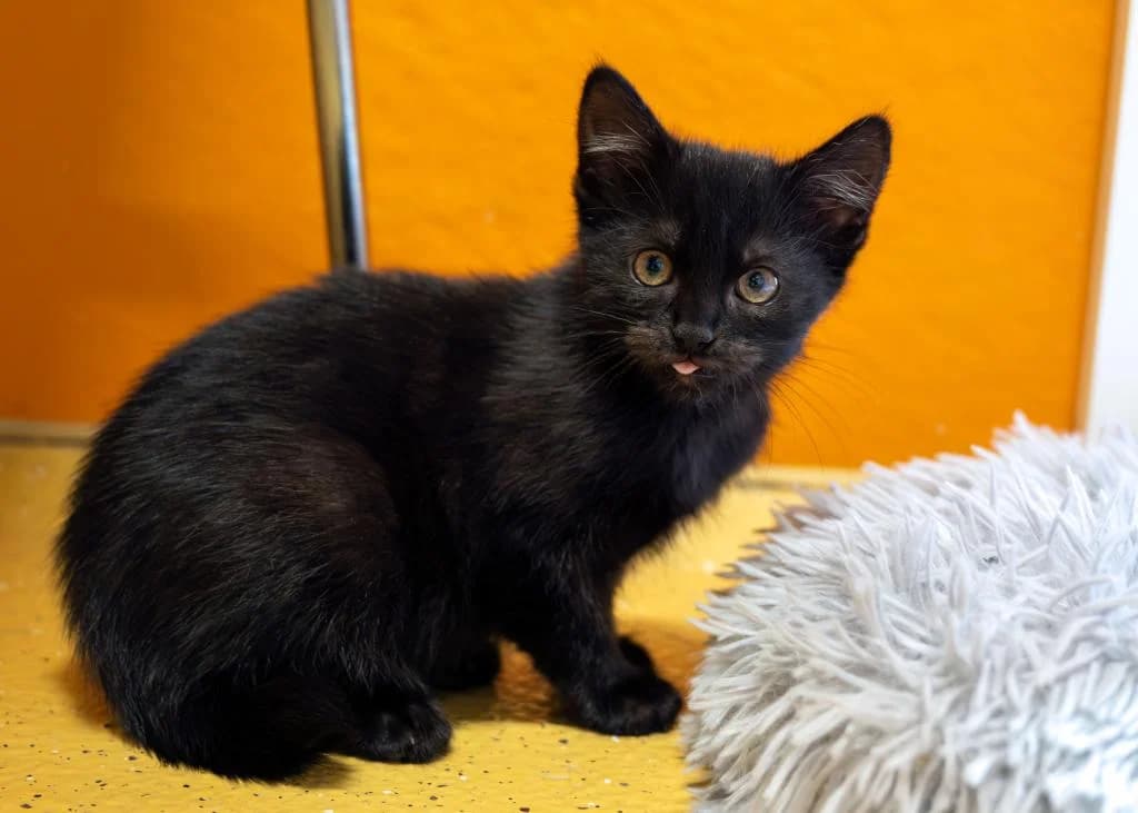 Tipsy, female puppy mixed breed for adoption at Tierheim Plattling, Plattling