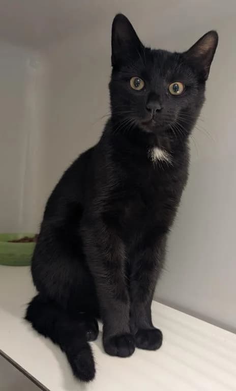 Batman, male puppy mixed breed for adoption at Tierheim Plattling, Plattling