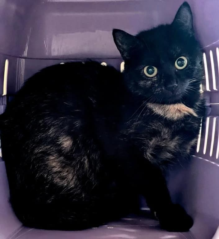 Alice, female mixed breed for adoption at Tierheim Plattling, Plattling