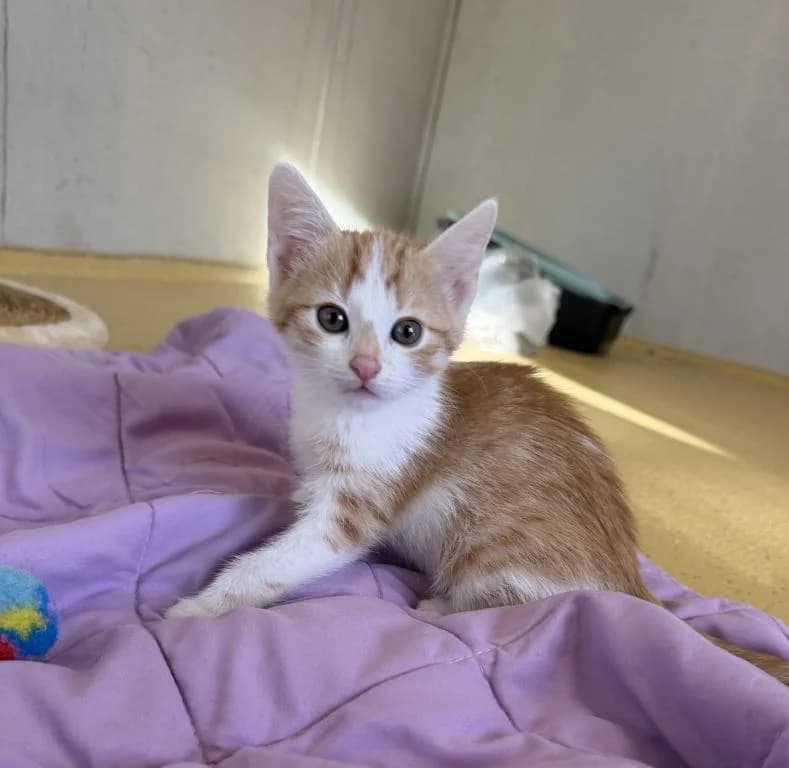 Felina, female mixed breed for adoption at Tierheim Plattling, Plattling