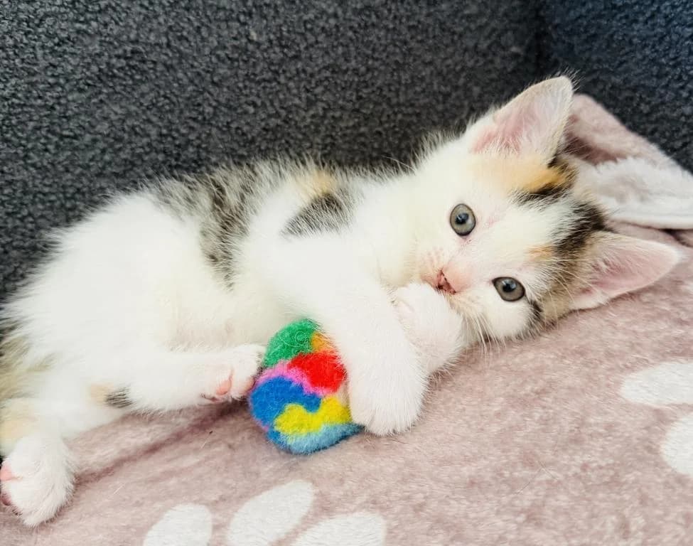 Luxy, female mixed breed for adoption at Tierheim Plattling, Plattling