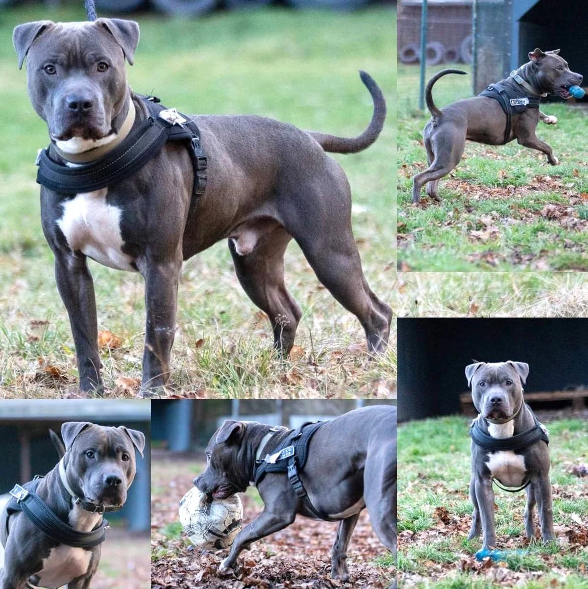 Tyson, male Mixed Breed for adoption at Tierheim Plauen, Plauen