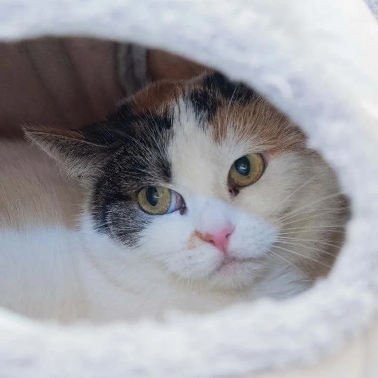 Calla, female 4yo Mixed Breed for adoption at Tierheim Plauen, Plauen