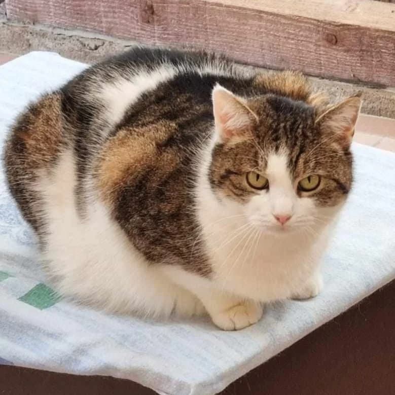 Trudi, female senior Mixed Breed for adoption at Tierheim Plauen, Plauen
